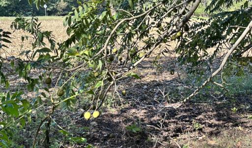 Photo #29 of Off Hollies Church Rd, Melfa, VA 78.9 acres