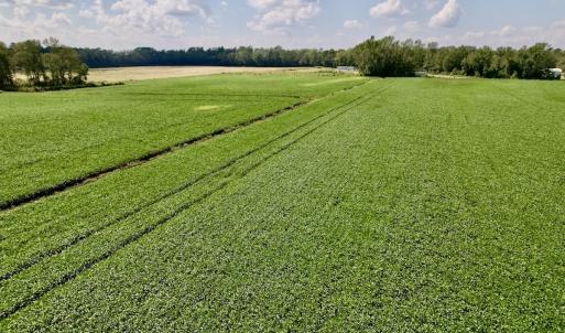 Photo #27 of SOLD property in Off Craven Farms Road, Vanceboro, NC 18.6 acres