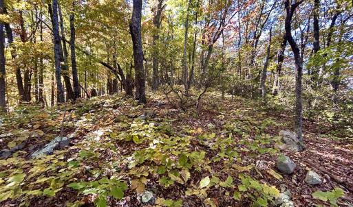 Photo #23 of SOLD property in Off Pole Bridge Rd, Stuart, VA 35.9 acres