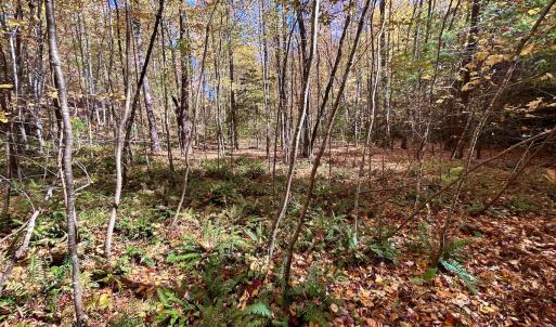 Photo #41 of SOLD property in Off Pole Bridge Rd, Stuart, VA 35.9 acres