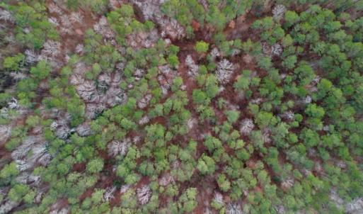 Photo #5 of SOLD property in 1416 NC 45 S., Windsor, NC 20.0 acres