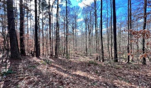 Photo #6 of SOLD property in 1416 NC 45 S., Windsor, NC 20.0 acres