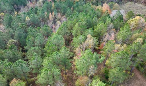 Photo #16 of SOLD property in 1315 NC 43 Hwy, Vanceboro, NC 33.2 acres
