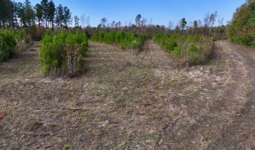 Photo #30 of SOLD property in 1315 NC 43 Hwy, Vanceboro, NC 33.2 acres