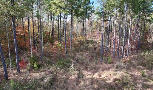 Photo #32 of SOLD property in 1315 NC 43 Hwy, Vanceboro, NC 33.2 acres