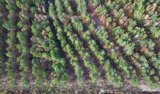 Photo #41 of SOLD property in 1315 NC 43 Hwy, Vanceboro, NC 33.2 acres