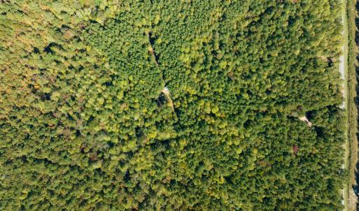 Photo #10 of SOLD property in Off Pine Grove Church Road, Eagle Springs, NC 36.7 acres