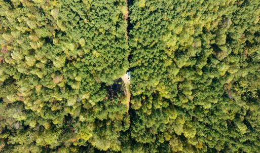 Photo #11 of SOLD property in Off Pine Grove Church Road, Eagle Springs, NC 36.7 acres