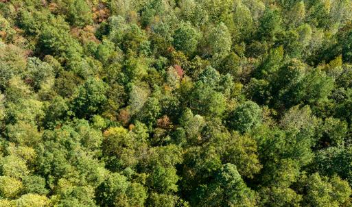 Photo #13 of SOLD property in Off Pine Grove Church Road, Eagle Springs, NC 36.7 acres