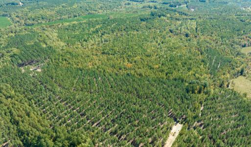 Photo #7 of SOLD property in Off Pine Grove Church Road, Eagle Springs, NC 36.7 acres