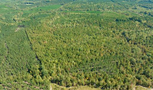 Photo #8 of SOLD property in Off Pine Grove Church Road, Eagle Springs, NC 36.7 acres
