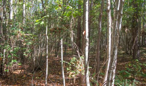 Photo #31 of SOLD property in Off Pine Grove Church Road, Eagle Springs, NC 36.7 acres