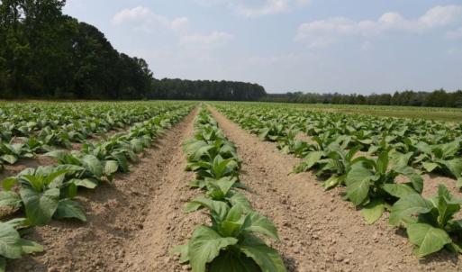 Photo #26 of 1416 NC 45 S., Windsor, NC 148.0 acres