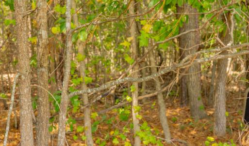 Photo #16 of Off Pony Farm Drive, Siler City , NC 8.1 acres