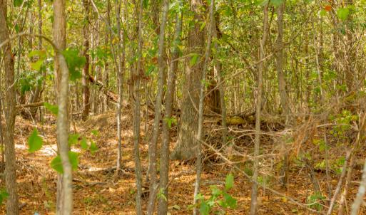 Photo #17 of Off Pony Farm Drive, Siler City , NC 8.1 acres