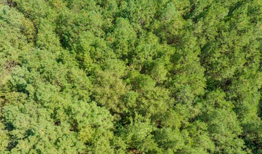 Photo #7 of Off Pony Farm Drive, Siler City , NC 8.1 acres