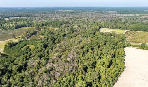 Photo #11 of Off Mote Road, Harrells, NC 15.7 acres