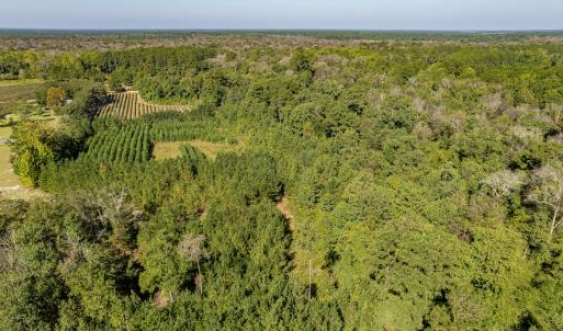 Photo #17 of Off Mote Road, Harrells, NC 15.7 acres