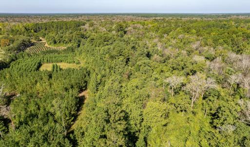 Photo #18 of Off Mote Road, Harrells, NC 15.7 acres
