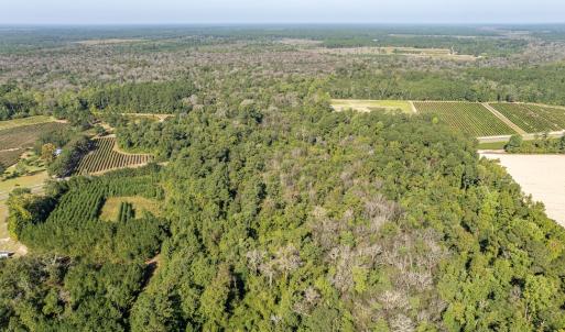 Photo #4 of Off Mote Road, Harrells, NC 15.7 acres