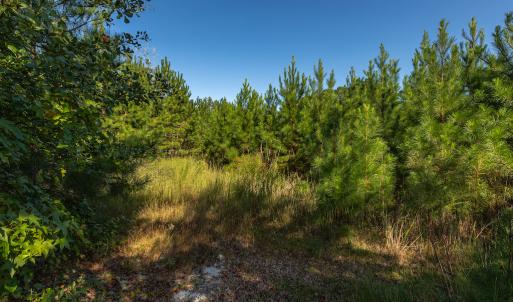 Photo #23 of Off Mote Road, Harrells, NC 15.7 acres