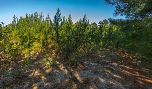 Photo #25 of Off Mote Road, Harrells, NC 15.7 acres