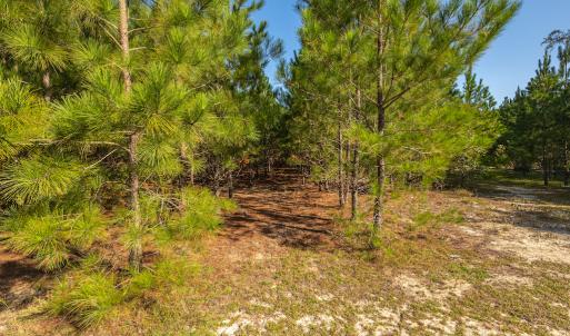 Photo #27 of Off Mote Road, Harrells, NC 15.7 acres