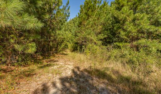 Photo #30 of Off Mote Road, Harrells, NC 15.7 acres
