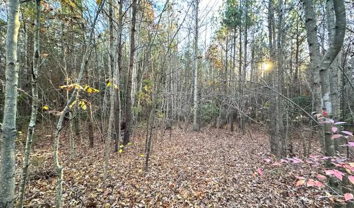 Photo #11 of Off Ladysmith Rd, Ruther Glen, VA 25.5 acres