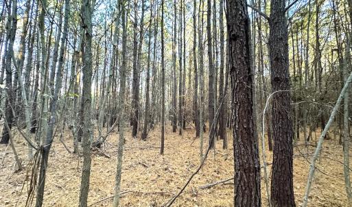 Photo #12 of Off Ladysmith Rd, Ruther Glen, VA 25.5 acres