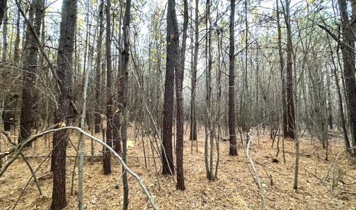 Photo #13 of Off Ladysmith Rd, Ruther Glen, VA 25.5 acres