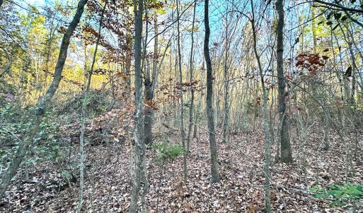Photo #14 of Off Ladysmith Rd, Ruther Glen, VA 25.5 acres