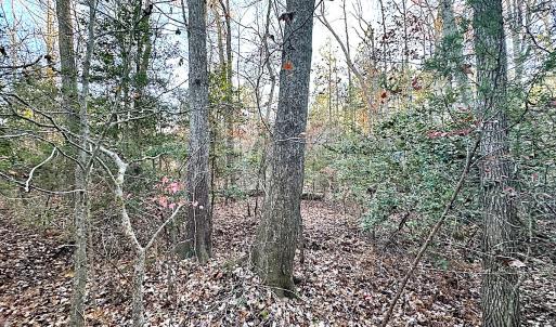 Photo #15 of Off Ladysmith Rd, Ruther Glen, VA 25.5 acres