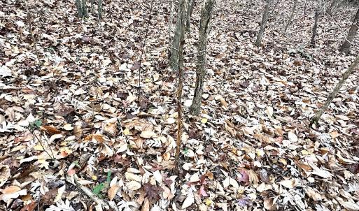 Photo #16 of Off Ladysmith Rd, Ruther Glen, VA 25.5 acres