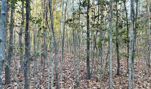 Photo #22 of Off Ladysmith Rd, Ruther Glen, VA 25.5 acres
