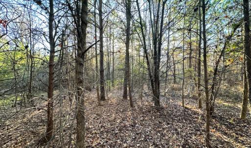 Photo #8 of Off Ladysmith Rd, Ruther Glen, VA 25.5 acres