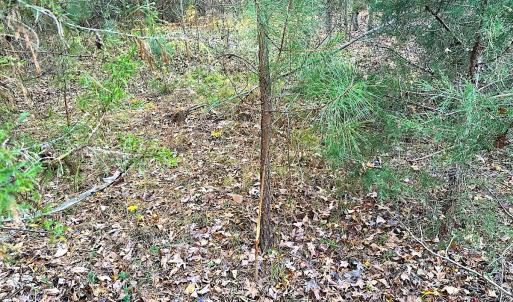 Photo #9 of Off Ladysmith Rd, Ruther Glen, VA 25.5 acres