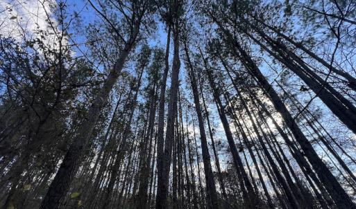 Photo #4 of Off Sims Bridge Road , Kittrell, NC 2.3 acres