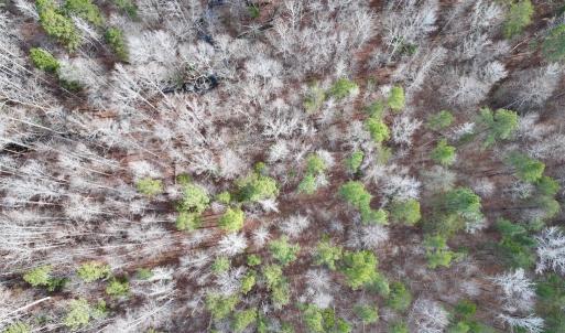 Photo #11 of SOLD property in Off Uzzle Road , Rougemont, NC 70.3 acres