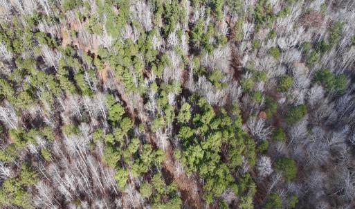 Photo #12 of SOLD property in Off Uzzle Road , Rougemont, NC 70.3 acres
