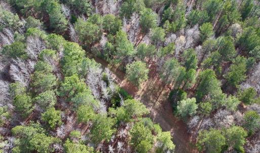 Photo #14 of SOLD property in Off Uzzle Road , Rougemont, NC 70.3 acres