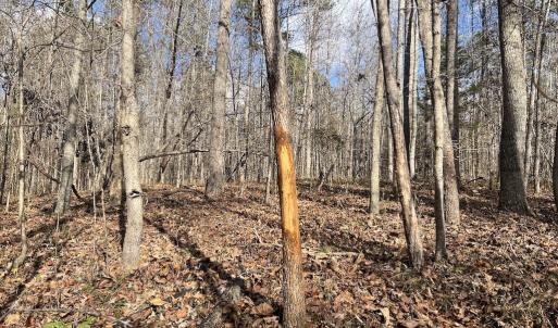 Photo #28 of SOLD property in Off Uzzle Road , Rougemont, NC 70.3 acres