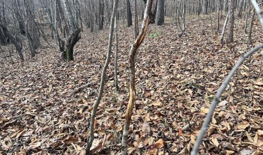 Photo #31 of SOLD property in Off Uzzle Road , Rougemont, NC 70.3 acres