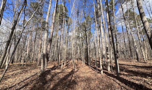 Photo #33 of SOLD property in Off Uzzle Road , Rougemont, NC 70.3 acres