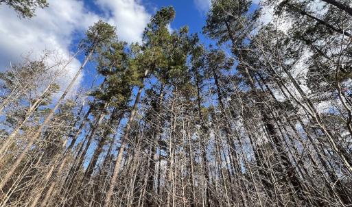 Photo #37 of SOLD property in Off Uzzle Road , Rougemont, NC 70.3 acres