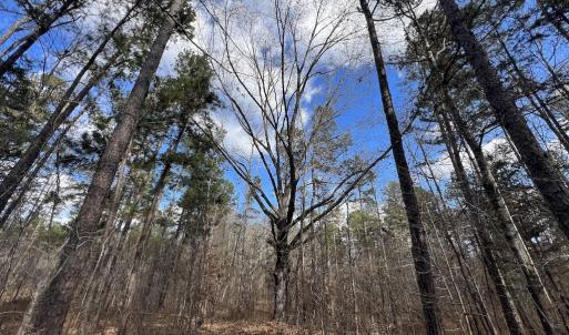 Photo #38 of SOLD property in Off Uzzle Road , Rougemont, NC 70.3 acres
