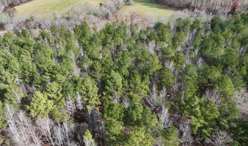 Photo #7 of SOLD property in Off Uzzle Road , Rougemont, NC 70.3 acres