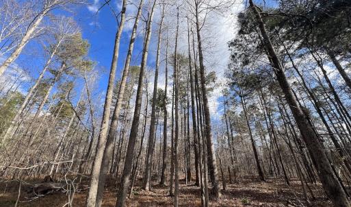 Photo #41 of SOLD property in Off Uzzle Road , Rougemont, NC 70.3 acres