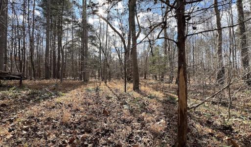 Photo #42 of SOLD property in Off Uzzle Road , Rougemont, NC 70.3 acres