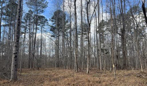 Photo #43 of SOLD property in Off Uzzle Road , Rougemont, NC 70.3 acres